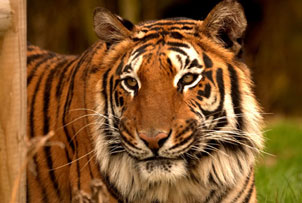 Big Cat Encounter